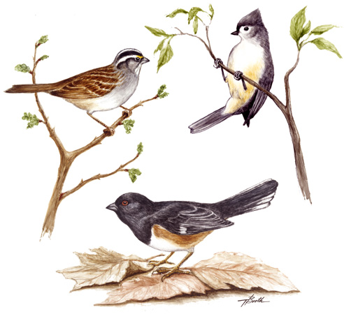 Birds