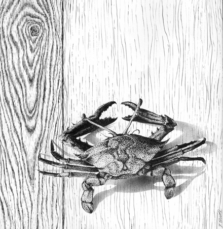 Crab