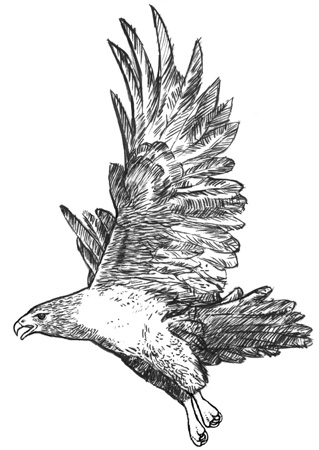 Hawk